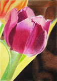 Bild: Tulips In The Sun