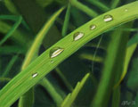 Bild: Grassblades